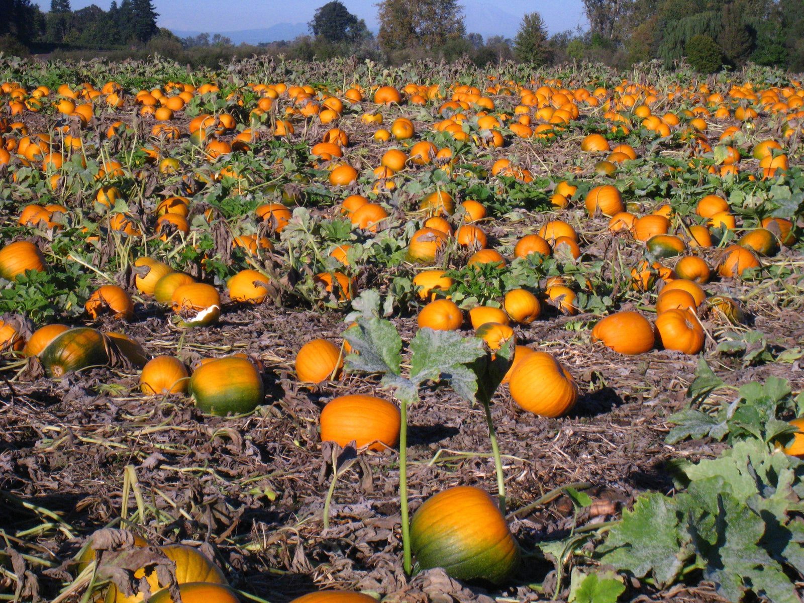 The Story Behind Every Pumpkin Stem: Hand Harvested for Our Velvet Pumpkins
