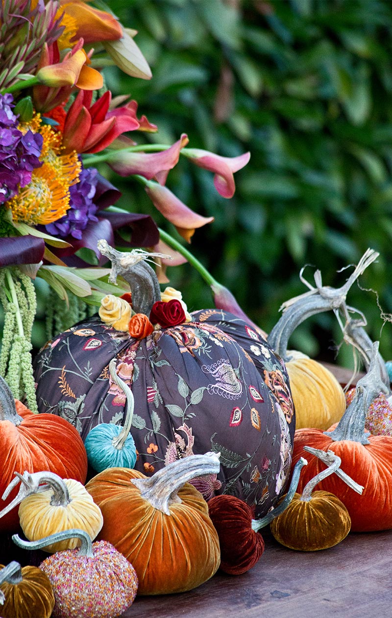 Hot Skwash Silk Velvet Pumpkins