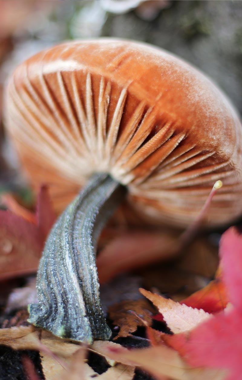 Hot Skwash Silk Velvet Pumpkins