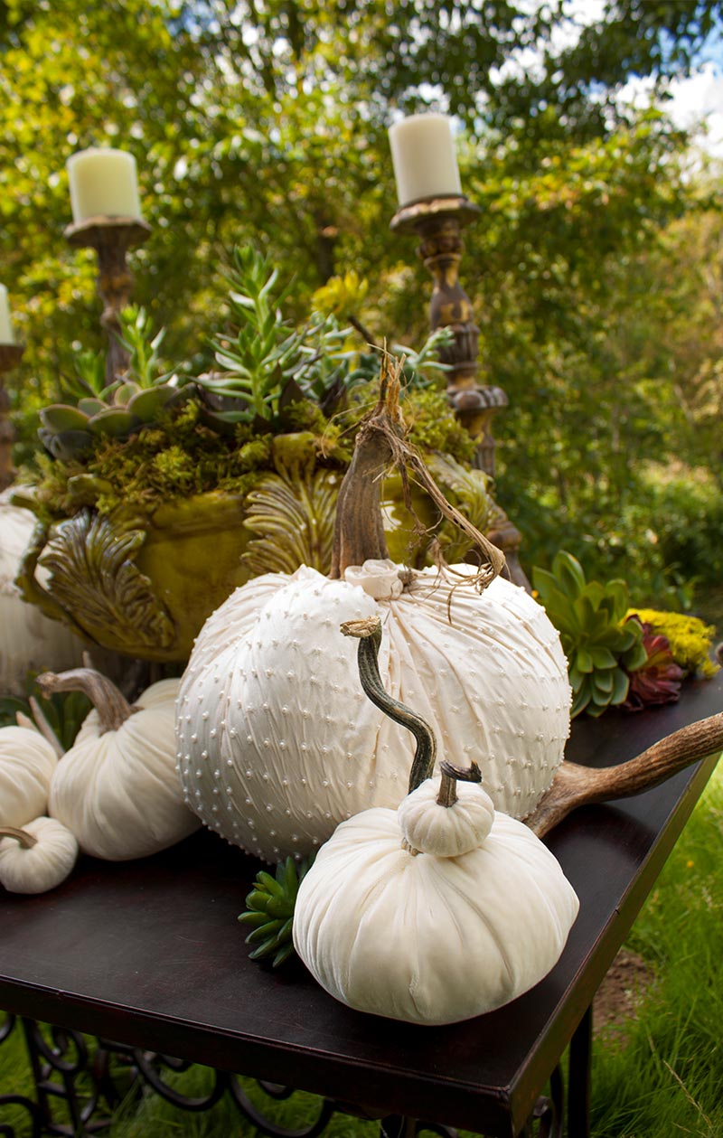 Hot Skwash Silk Velvet Pumpkins