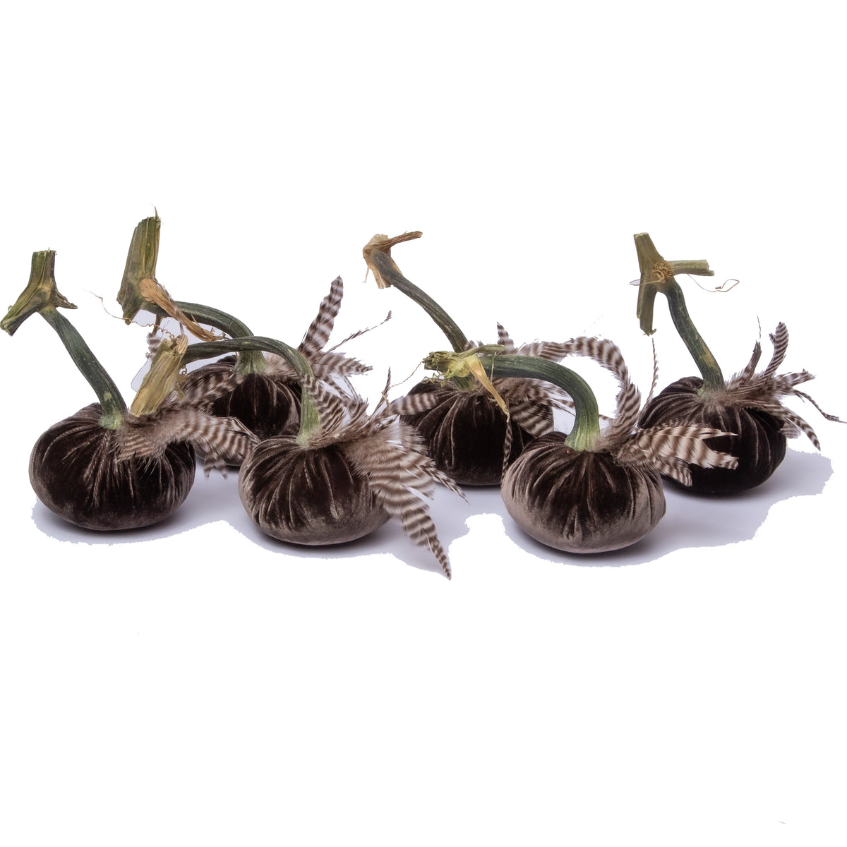 4" Espresso with plumes (set of 6)