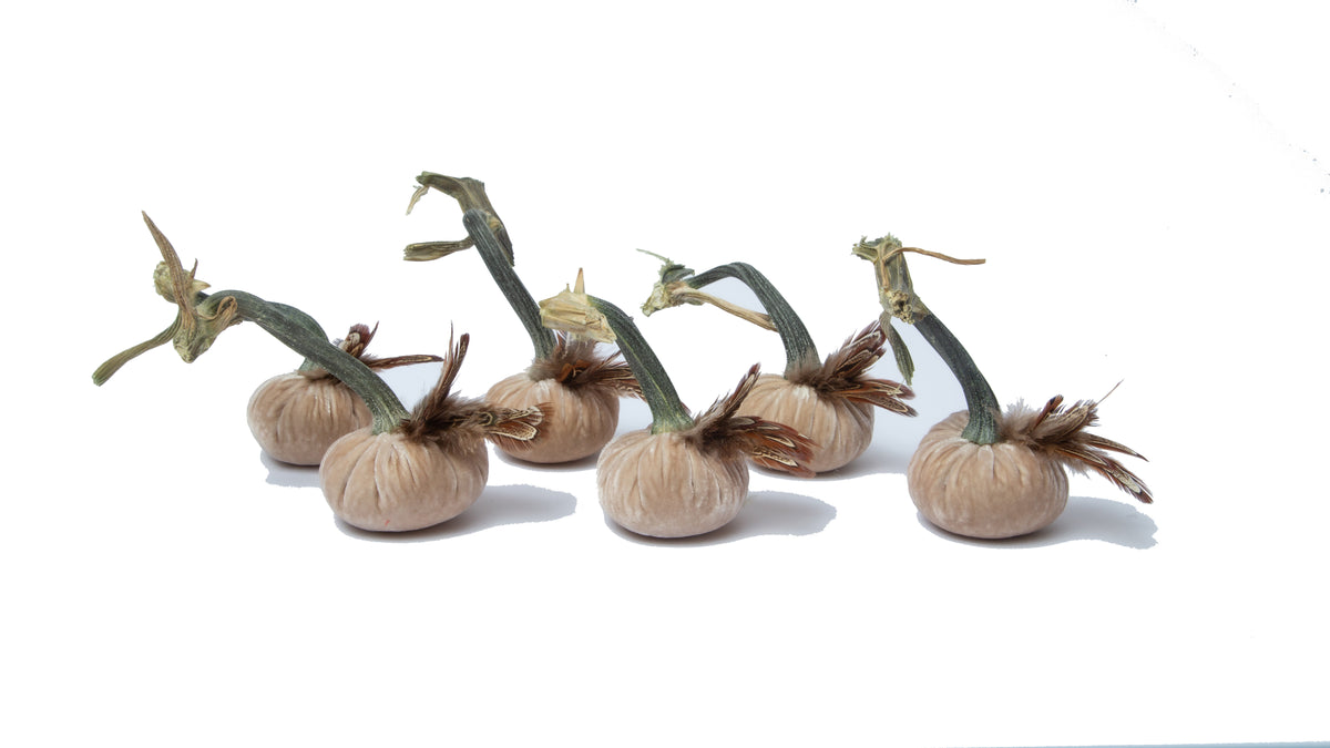 Set of 6 - 3" Cream with pheasant plume