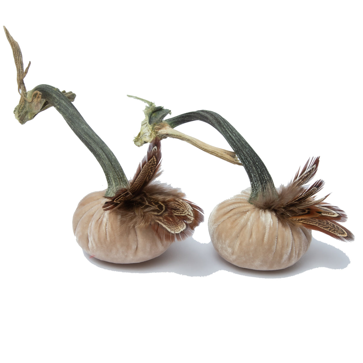 Set of 6 - 3" Cream with pheasant plume