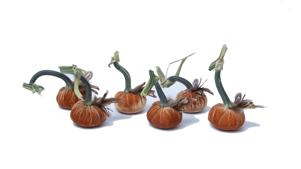 Set of 6 - 3" Spice with pheasant plume