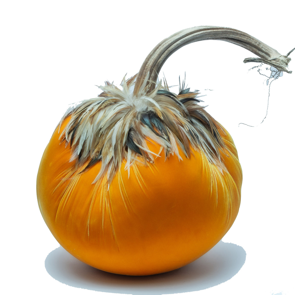 Final Luca (16&quot;)Carrot with Ginger Saddle Feather Collar