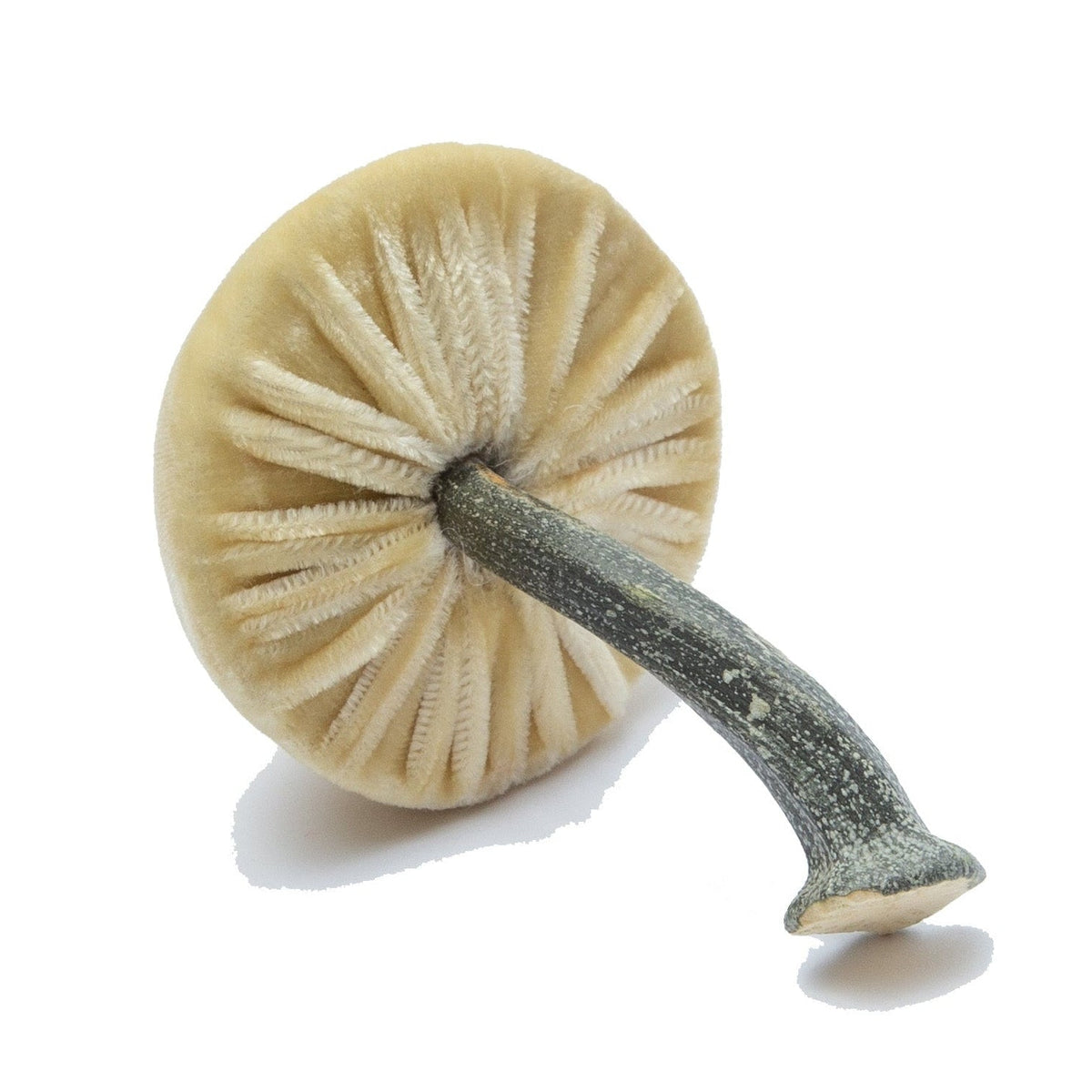 Mini Silk Velvet Husk Mushroom