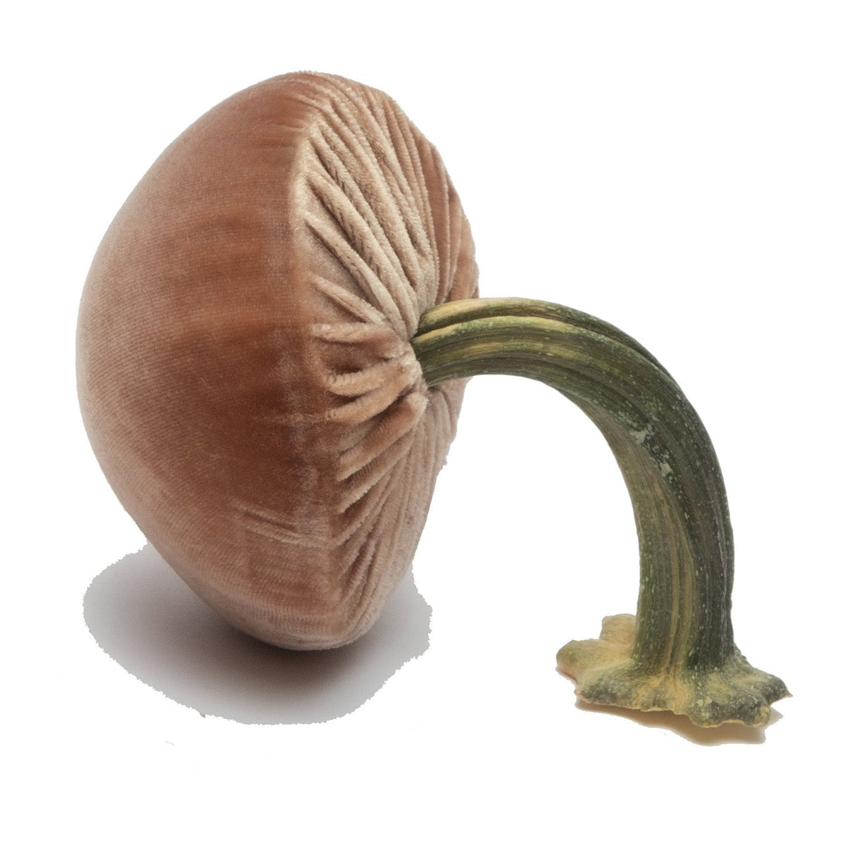 Small Latte Mushrooms