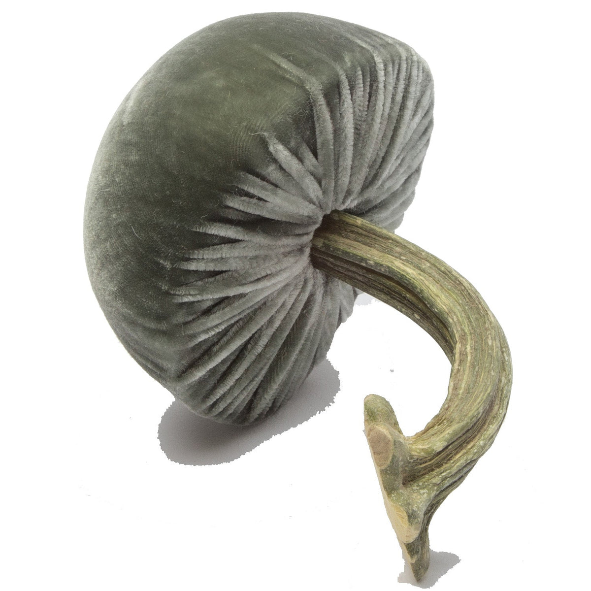 Small Willow Mushrooms