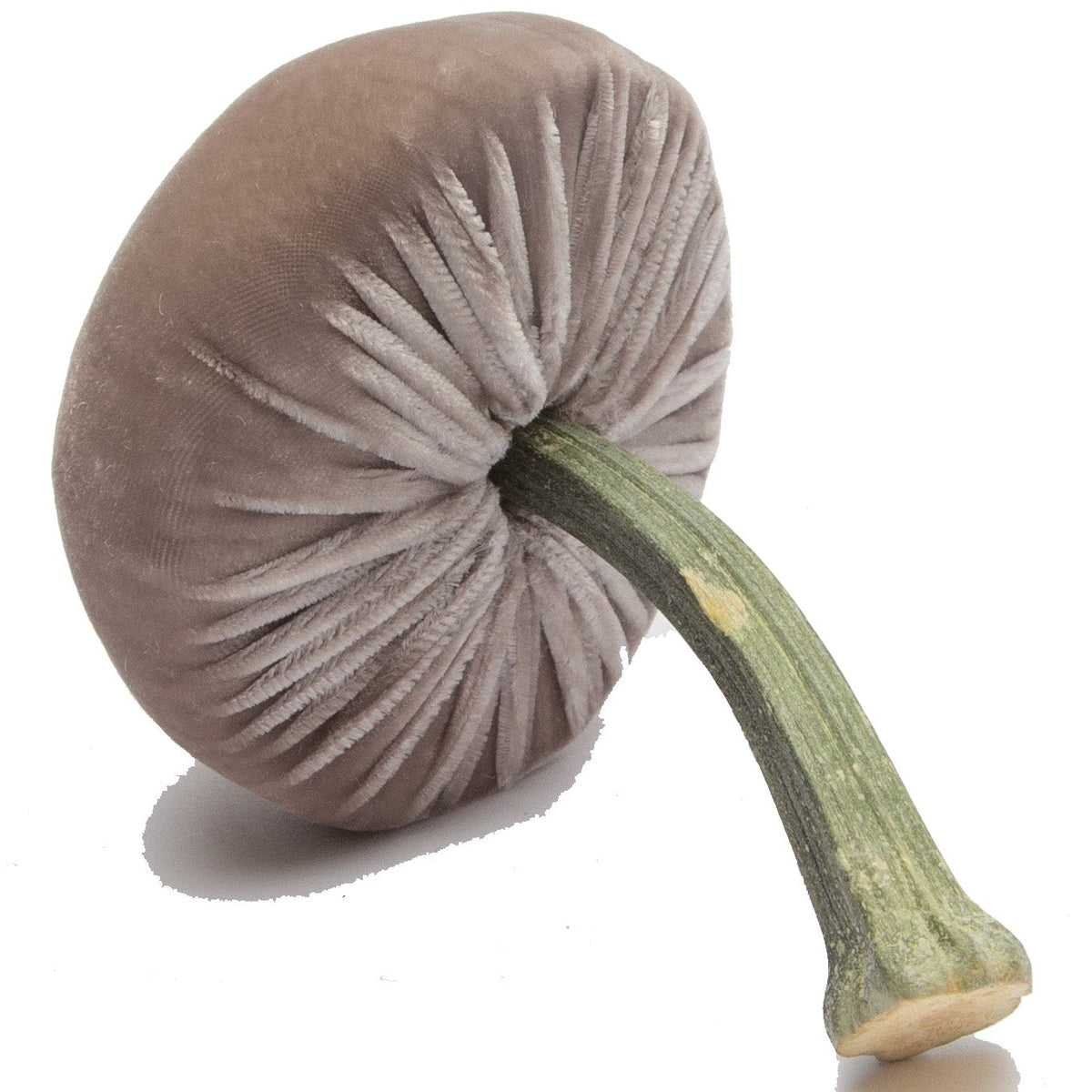 Small Putty Mushroom