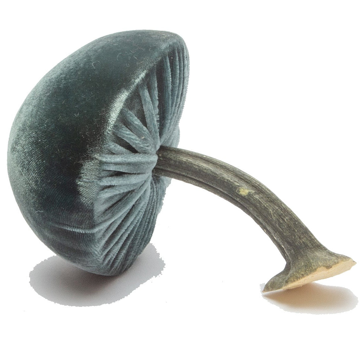 Small Wedgewood Mushrooms