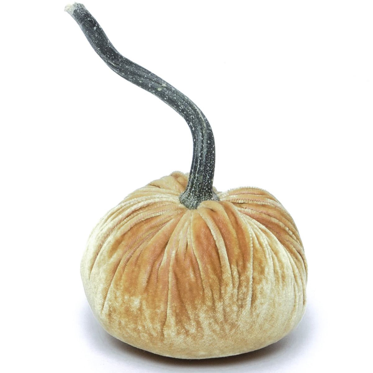 Creamed Corn Silk Velvet Pumpkin