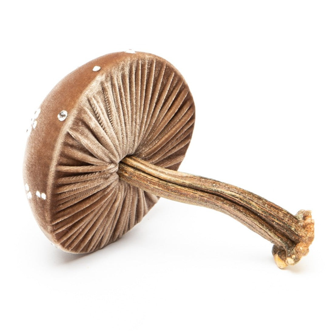 Medium Mocha Mushrooms
