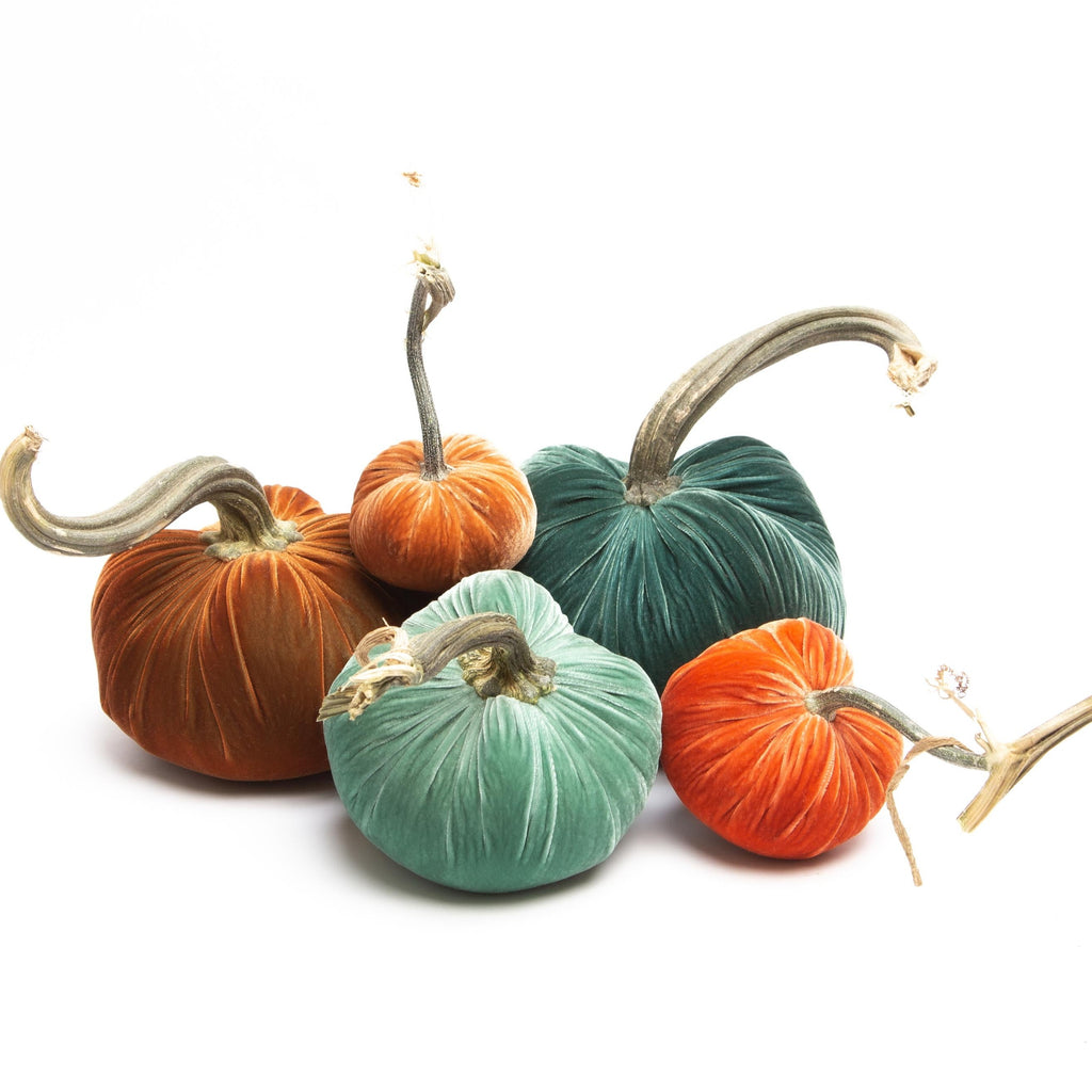 Hot Skwash | Silk Velvet Pumpkins - Big Sur 5pc Set - hotskwash